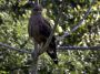 Day03 - 05 * Roadside Hawk